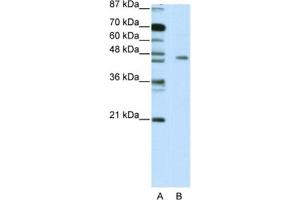 Western Blotting (WB) image for anti-MYC Induced Nuclear Antigen (MINA) antibody (ABIN2461956) (MINA antibody)