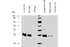 Western blotting analysis of human BCL2 using mouse monoclonal antibody Bcl-2/100 on lysates of Jurkat and Raji cells, and 3T3 cells (negative control) under reducing and non-reducing conditions.