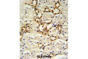 BSND Antibody (C-term) IHC analysis in formalin fixed and paraffin embedded mouse kidney tissue followed by peroxidase conjugation of the secondary antibody and DAB staining. (BSND antibody  (C-Term))