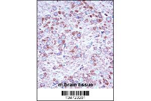 Mouse Aak1 Antibody immunohistochemistry analysis in formalin fixed and paraffin embedded mouse brain tissue followed by peroxidase conjugation of the secondary antibody and DAB staining. (AAK1 antibody  (AA 279-306))