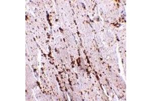 Immunohistochemistry (IHC) image for anti-Scavenger Receptor Class B, Member 2 (SCARB2) (Middle Region) antibody (ABIN1030987) (SCARB2 antibody  (Middle Region))