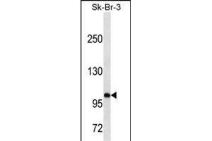 SPN/CD43 Antibody (N-term) ABIN1538740 western blot analysis in SK-BR-3 cell line lysates (35 μg/lane). (CD43 antibody  (N-Term))