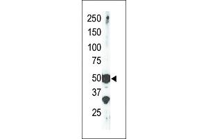 The anti-SET9 Pab (ABIN387997 and ABIN2845289) is used in Western blot to detect SET9 in mouse brain tissue lysate. (SETD7 antibody  (AA 159-189))