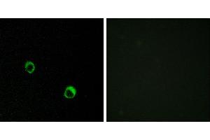 Peptide - +Immunofluorescence analysis of MCF-7 cells, using CAR14 antibody. (CA14 antibody)