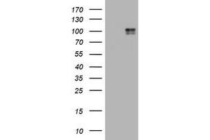 Image no. 3 for anti-Mast/stem Cell Growth Factor Receptor (KIT) (AA 546-976) antibody (ABIN1491586) (KIT antibody  (AA 546-976))