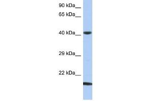 SEC14L4 antibody used at 1 ug/ml to detect target protein.