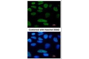 ICC/IF Image Immunofluorescence analysis of paraformaldehyde-fixed Human ESC, using Oct4, antibody at 1:80 dilution. (OCT4 antibody)