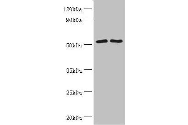 SUFUH 抗体  (AA 325-484)