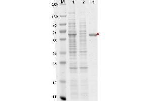 SDS-PAGE of Anti-DYKDDDDK  Affinity Gel. (DYKDDDDK Tag antibody)