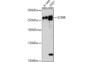 Western blot analysis of extracts of various cell lines, using SCRIB antibody (ABIN7270164) at 1:1000 dilution. (SCRIB antibody)