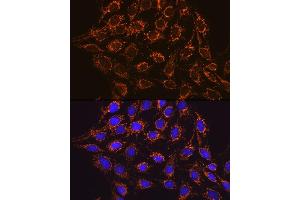 Immunofluorescence analysis of C6 cells using IDH2 Rabbit mAb (ABIN7268028) at dilution of 1:100 (40x lens). (IDH2 antibody)