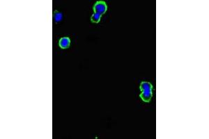 Immunofluorescent analysis of MCF-7 cells using ABIN7145145 at dilution of 1:100 and Alexa Fluor 488-congugated AffiniPure Goat Anti-Rabbit IgG(H+L) (CD79b antibody  (AA 29-159))