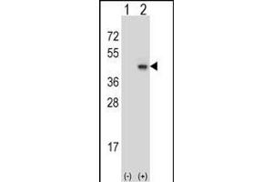 Western blot analysis of SYP (arrow) using rabbit polyclonal SYP Antibody (C-term) (ABIN6242563 and ABIN6577334). (Synaptophysin antibody  (C-Term))