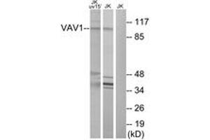 Western blot analysis of extracts from Jurkat cells, using VAV1 (Ab-174) Antibody.