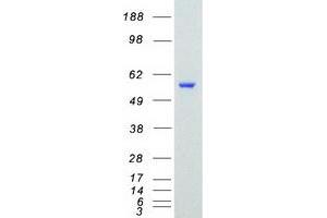 Western Blotting (WB) image for TATA Box Binding Protein (TBP)-Associated Factor, RNA Polymerase I, A, 48kDa (TAF1A) (Transcript Variant 1) protein (Myc-DYKDDDDK Tag) (ABIN2733196)