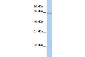 WB Suggested Anti-ANGPTL2 Antibody Titration: 0. (ANGPTL2 antibody  (N-Term))