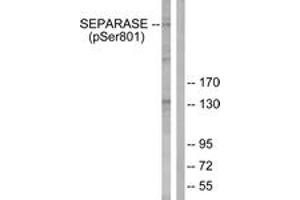 Western blot analysis of extracts from 293 cells treated with EGF 200ng/ml 30', using SEPARASE (Phospho-Ser801) Antibody. (Separase antibody  (pSer801))