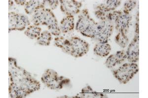 Immunoperoxidase of monoclonal antibody to CLK3 on formalin-fixed paraffin-embedded human placenta. (CLK3 antibody  (AA 36-136))