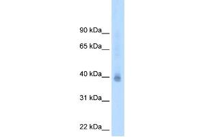 WB Suggested Antibody Titration:  2. (NR2F2 antibody  (N-Term))