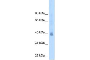 WB Suggested Antibody Titration:  2. (NR2F2 antibody  (N-Term))