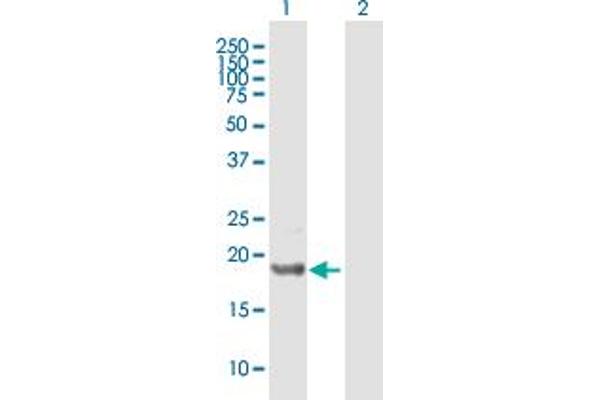 ICT1 antibody  (AA 1-206)
