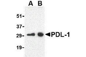 Western Blotting (WB) image for anti-CD274 (PD-L1) (Center) antibody (ABIN2479616) (PD-L1 antibody  (Center))