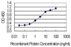 Detection limit for recombinant GST tagged HSPA8 is 0. (Hsc70 antibody  (AA 1-646))