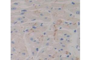 IHC-P analysis of Mouse Tissue, with DAB staining. (Neuropilin 1 antibody  (AA 147-265))