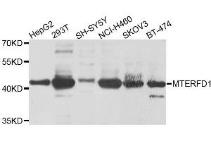 Western blot analysis of extracts of various cell lines, using MTERFD1 antibody (ABIN6003536) at 1/1000 dilution. (MTERFD1 antibody)