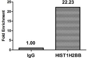 Chromatin Immunoprecipitation Hela (4*10 6 , treated with 30 mM sodium butyrate for 4h) were treated with Micrococcal Nuclease, sonicated, and immunoprecipitated with 8 μg anti-HIST1H2BB (ABIN7139185) or a control normal rabbit IgG. (HIST1H2BB antibody  (acLys5))