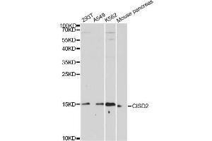 Western blot analysis of extracts of various cell lines, using CISD2 antibody.