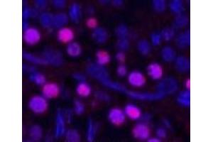 Immunofluorescence analysis of Rat testis tissue using Proliferating Cell Nuclear Antigen Monoclonal Antibody at dilution of 1:200. (PCNA antibody)