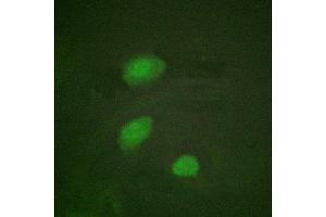 Immunofluorescent analysis of Hela cells using ABIN7181414 at dilution of 1:200 and Alexa Fluor 488-congugated AffiniPure Goat Anti-Rabbit IgG(H+L) (HIRA antibody  (pThr555))