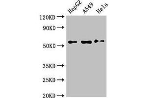 Western Blot Positive WB detected in: HepG2 whole cell lysate, A549 whole cell lysate, Hela whole cell lysate All lanes: NECTIN2 antibody at 3 μg/mL Secondary Goat polyclonal to rabbit IgG at 1/50000 dilution Predicted band size: 58, 52 kDa Observed band size: 58 kDa (PVRL2 antibody  (AA 32-360))