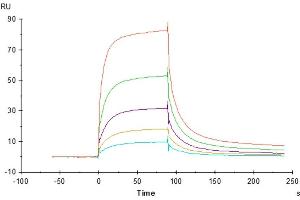 Anti-LILRB1 Antibody, hFc Tag captured on CM5 Chip via Protein A can bind Rhesus macaque LILRB1, His Tag with an affinity constant of 215.