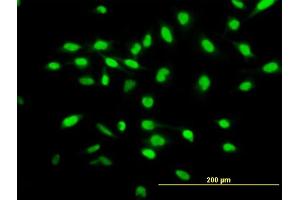 Immunofluorescence of purified MaxPab antibody to WISP1 on HeLa cell. (WISP1 antibody  (AA 1-280))