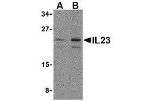 Western Blotting (WB) image for anti-Interleukin 23 (IL23) (N-Term) antibody (ABIN2474991) (IL23 antibody  (N-Term))