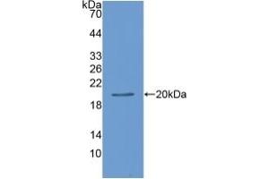 Leptin antibody  (AA 22-167)