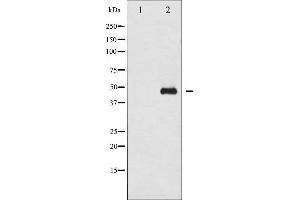 Western blot analysis of GATA1 phosphorylation expression in EPO treated COS7 whole cell lysates,The lane on the left is treated with the antigen-specific peptide. (GATA1 antibody  (pSer310))