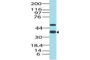 Image no. 1 for anti-Transcription Termination Factor, RNA Polymerase I (TTF1) (AA 21-286) antibody (ABIN5027609) (TTF1 antibody  (AA 21-286))