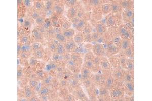 Used in DAB staining on fromalin fixed paraffin- embedded liver tissue (Fibrosin antibody  (AA 11-247))