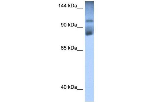 HIPK2 antibody  (Middle Region)