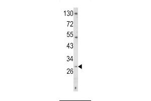 Western blot analysis of TR Antibody (C-term) 6545b in K562 cell line lysates (35 μg/lane). (CD40 Ligand antibody  (C-Term))