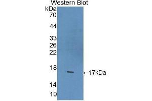 Western Blotting (WB) image for anti-Brain-Derived Neurotrophic Factor (BDNF) (AA 117-248) antibody (ABIN1858129) (BDNF antibody  (AA 117-248))