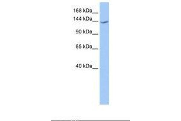 CACHD1 antibody  (AA 151-200)
