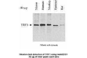 Image no. 2 for anti-Telomeric Repeat Binding Factor (NIMA-Interacting) 1 (TERF1) antibody (ABIN363255) (TRF1 antibody)