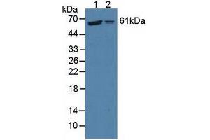 Figure. (P4HA2 antibody  (AA 207-520))
