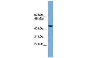 WB Suggested Anti-ZMAT1 Antibody Titration:  0. (ZMAT1 antibody  (Middle Region))
