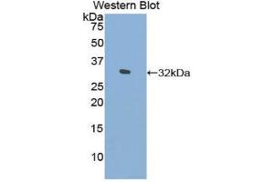 Western Blotting (WB) image for anti-Filamin C, gamma (FLNC) (AA 17-259) antibody (ABIN1858903) (FLNC antibody  (AA 17-259))