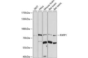 Western blot analysis of extracts of various cell lines, using RXFP1 antibody (ABIN7269907) at 1:1000 dilution. (RXFP1 antibody  (AA 673-757))